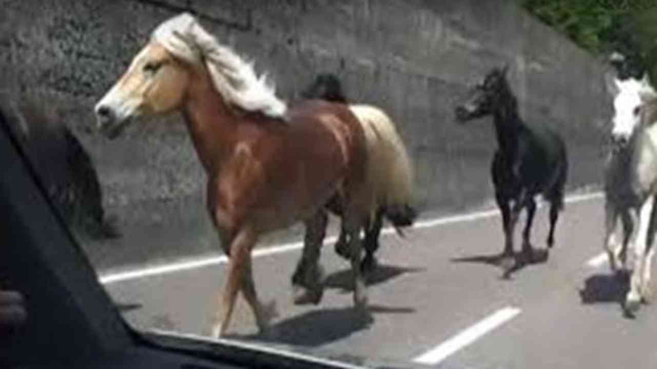 Alatri 3 cavalli corrono in superstrada tra le auto - Salvati da un automobilista