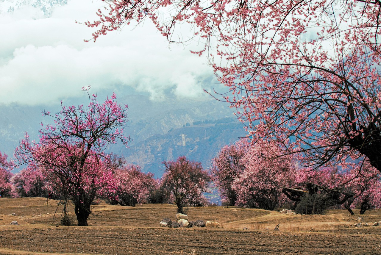 Paesaggio naturale con flora lussureggiante e fauna selvatica, ideale per gli amanti della natura.
