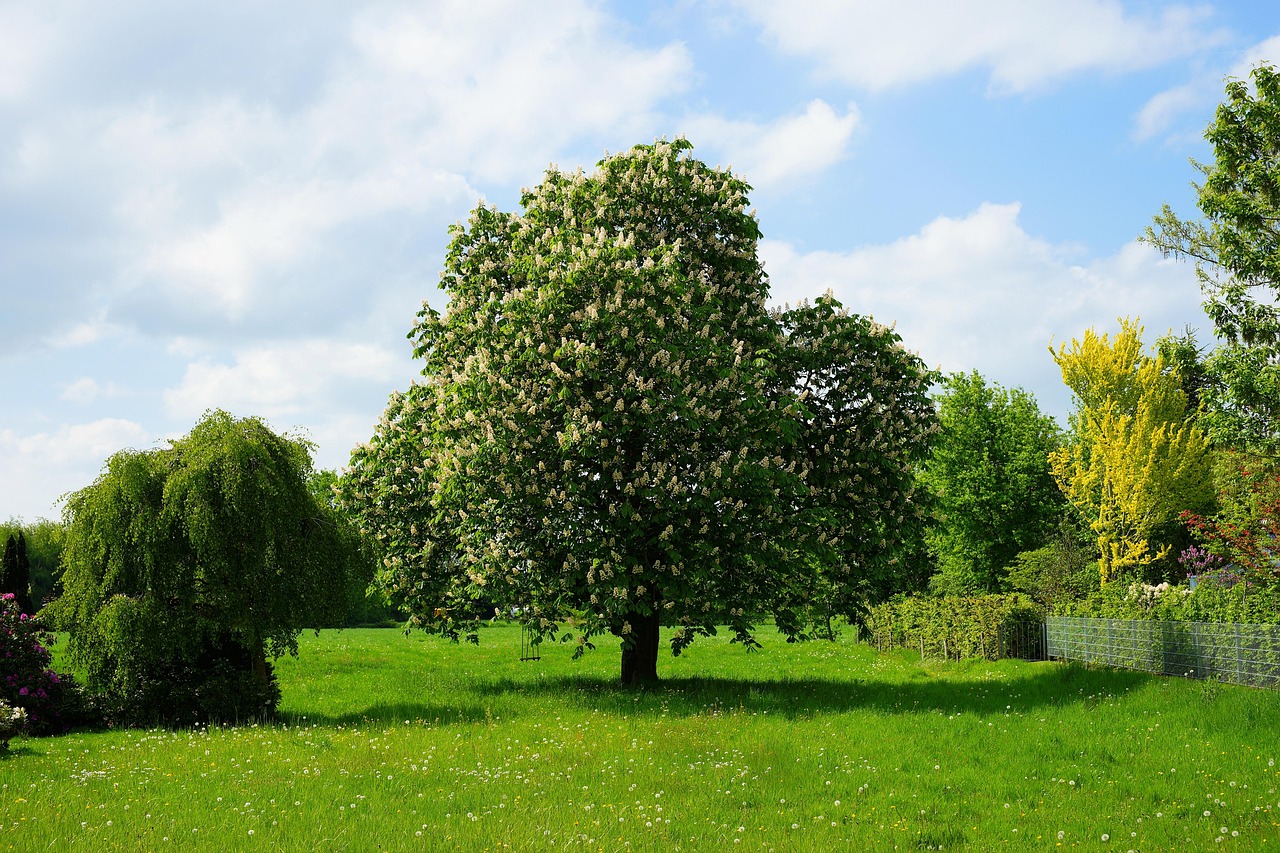 Alberi da giardino a crescita veloce per ombra: i 5 migliori esemplari in un giardino soleggiato.