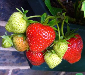 Come coltivare le fragole sul balcone: ecco il metodo infallibile