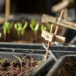 Orto rigoglioso con piante di pomodori e zucchine pronte per la semina a maggio.