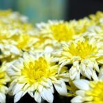 Crisantemi colorati in un giardino fiorito, simbolo di bellezza e varietà nella coltivazione.