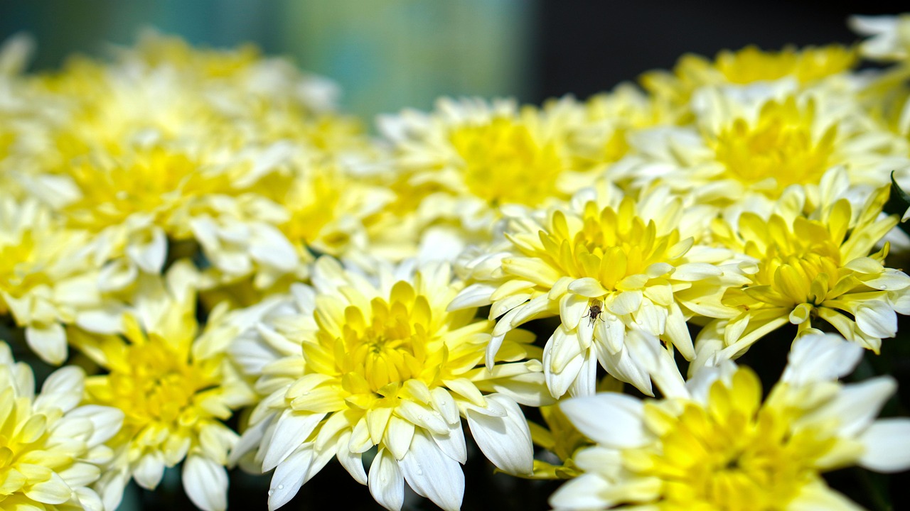 Crisantemi colorati in un giardino fiorito, simbolo di bellezza e varietà nella coltivazione.