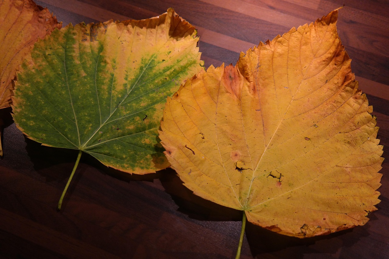 Foglie gialle su una pianta, evidenziando problemi di salute e cura delle piante.