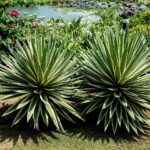 Piante resistenti e a bassa manutenzione in un giardino verde e fiorito.