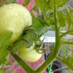 Pomodori rigogliosi in giardino, evidenziando la crescita grazie a un fertilizzante speciale nell'acqua.