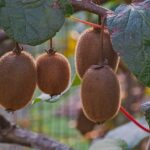 Kiwi in giardino con potatura, segreti per una produzione abbondante e sana.