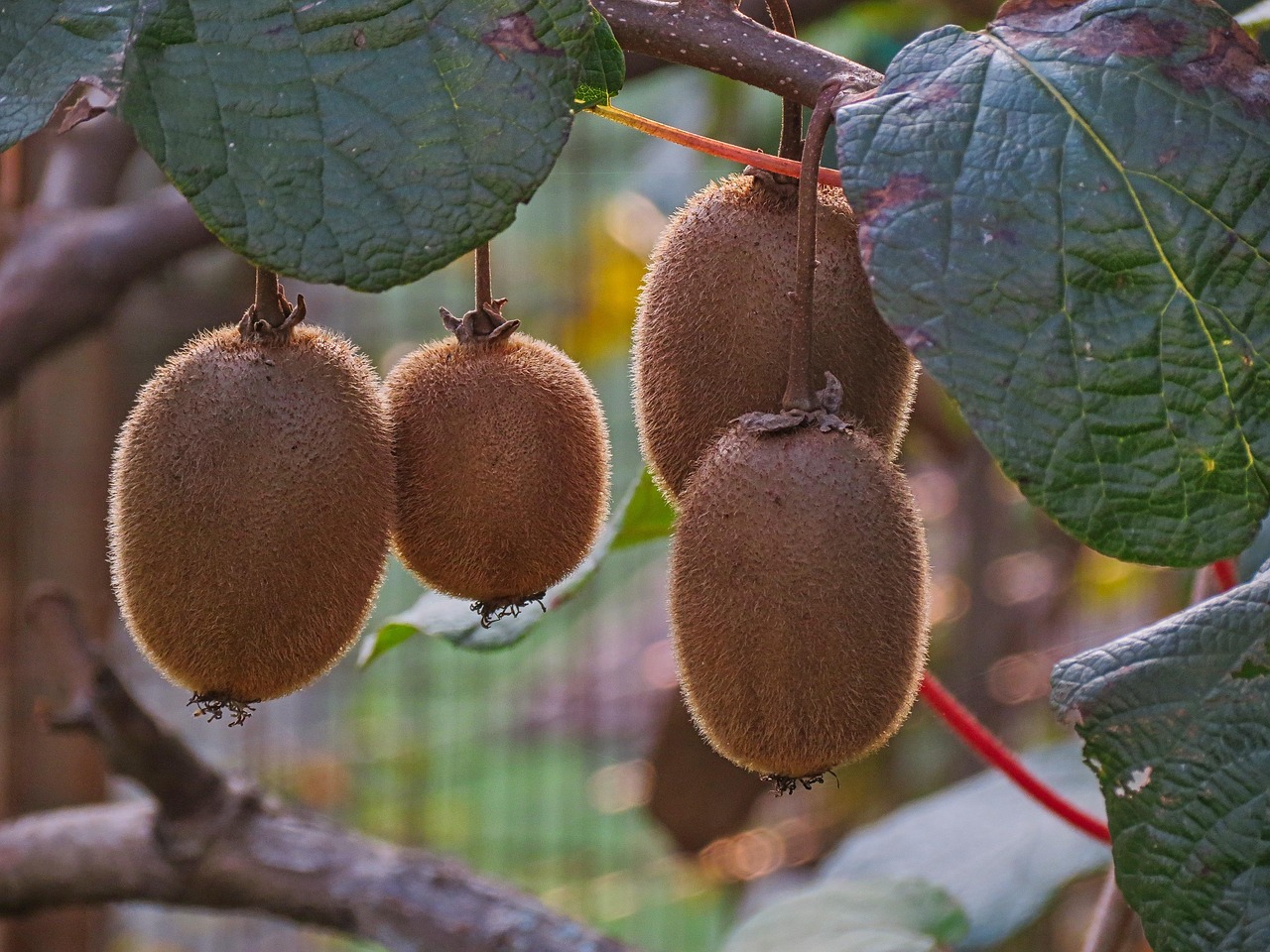 Kiwi in giardino con potatura, segreti per una produzione abbondante e sana.