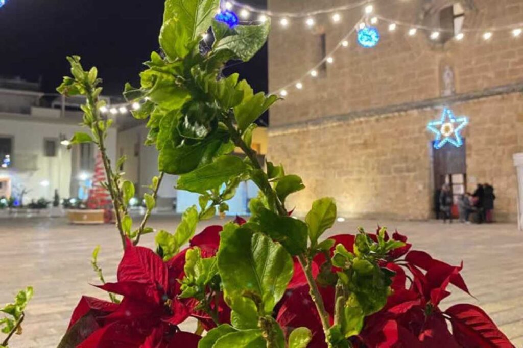 Il trucco per far rifiorire le stelle di Natale: ecco cosa fare dopo le feste