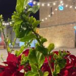 Stella di Natale in vaso, verde brillante dopo il rinvaso, pronta a rifiorire dopo le festività.