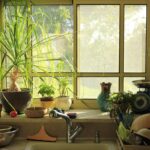 Pianta d'appartamento in cucina, evidenziando i rischi per la salute e la crescita della pianta.