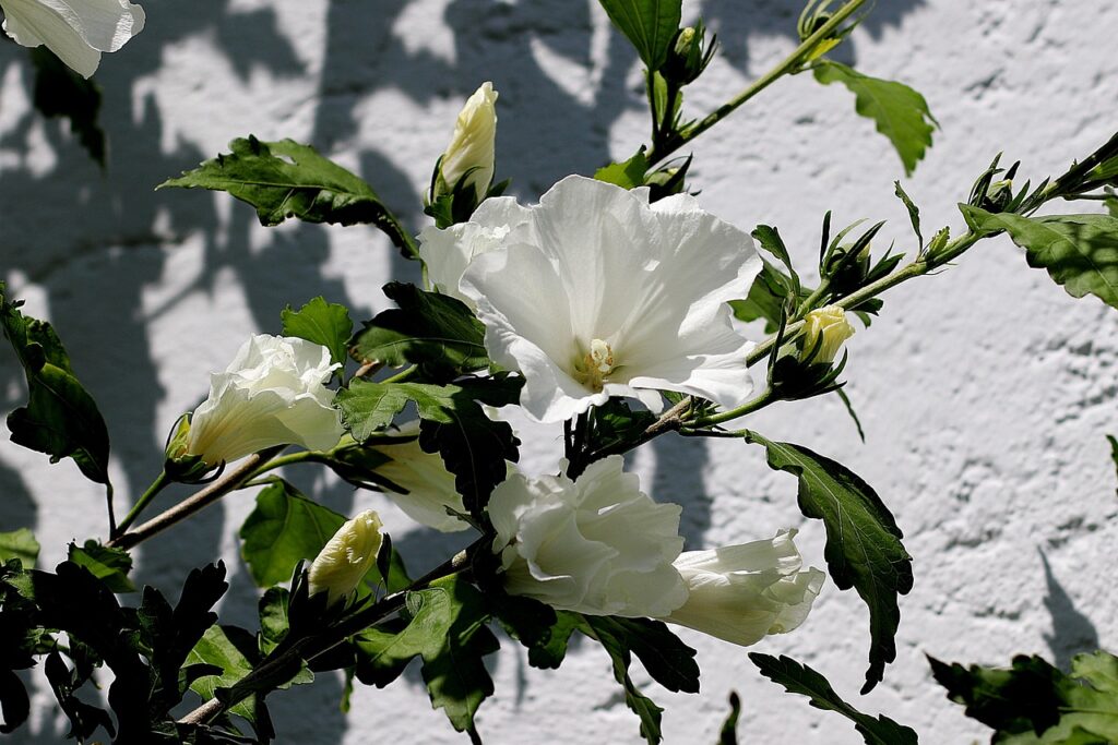 Mai potare l’ibisco così: ecco come stimolare nuovi fiori