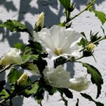 Ibisco fiorito con rami potati correttamente per stimolare la fioritura.