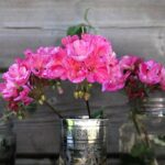 Talea di geranio in vaso con radici visibili, pronta per essere piantata.