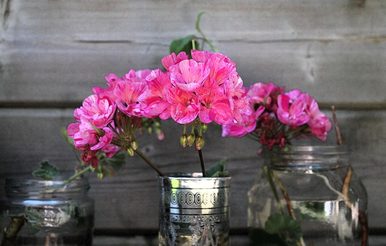 Talea di geranio in vaso con radici visibili, pronta per essere piantata.