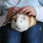 Gatto e cane che si abbracciano, simbolo di affetto e compagnia domestica.