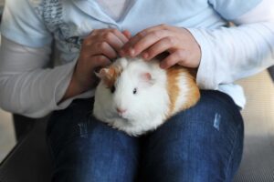 Vuoi un animale affettuoso? Ecco quelli più adatti alla vita in casa